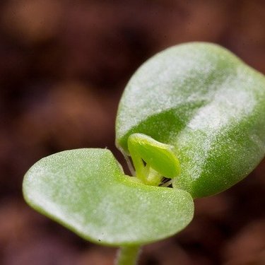 空芯菜（クウシンサイ）の育て方！種まきから収穫まで栽培のコツを解説