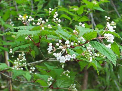 オトコヨウゾメとはどんな植物?名前の由来や特徴・見分け方を解説