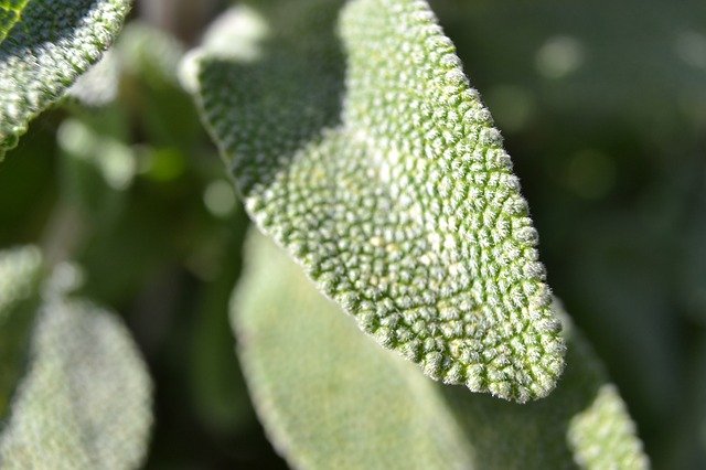 セージってどんなハーブ?花・葉の特徴や効能と上手な管理方法をご紹介