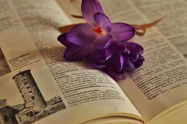 矮性(わいせい)とは?ガーデニング用語としての意味や使い方を解説のイメージ