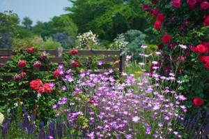 春植えにおすすめの多年草・宿根草12選！ほったらかしでも毎年咲くのは？