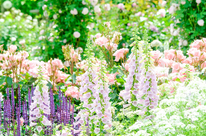 夏植えにおすすめの多年草・宿根草5選!ほったらかしでも毎年咲くのは?のイメージ