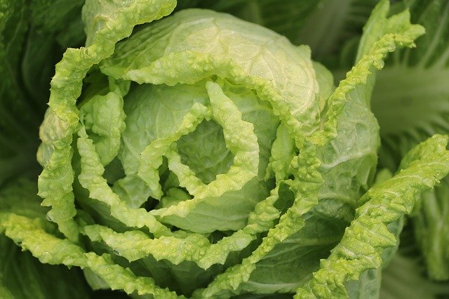白菜の育て方!種まきから収穫まで初心者向けの栽培ポイントを解説