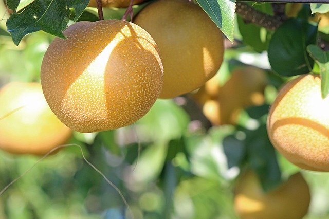 梨の木の育て方!苗木を植えてから収穫までの歳月や管理のコツを解説!