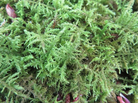 シノブゴケの特徴と育て方!水やりなどの基本管理から増やし方まで解説!