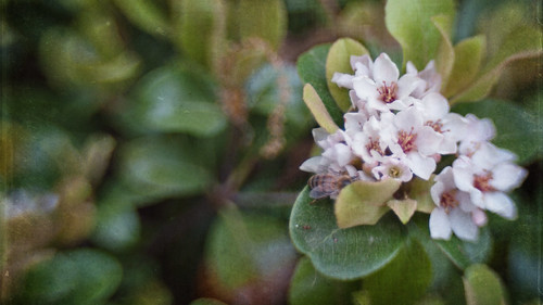 シャリンバイ（車輪梅）の育て方！庭木としての特徴や剪定方法などを解説！のイメージ