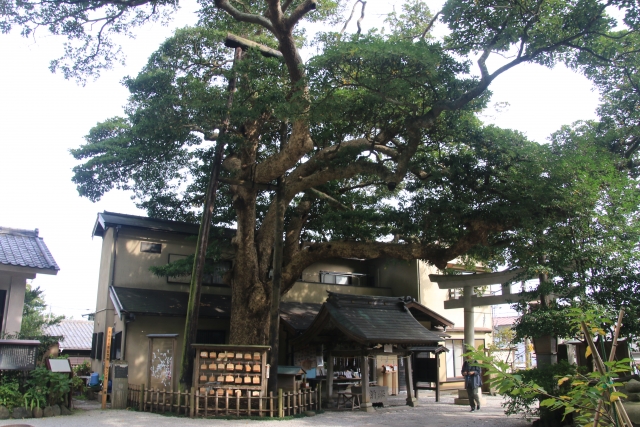 タブノキとは?花・葉・実といった樹木の特徴や管理方法をご紹介!のイメージ