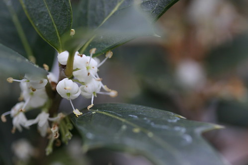 ヒイラギモクセイとは?剪定方法・時期など庭木としての管理方法を解説!