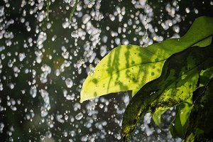 液体肥料の使い方＆選び方！花・野菜などタイプ別に人気商品を紹介！