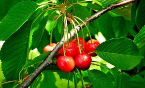 贈り物にも最適！高級サクランボ「紅秀峰」の旬・味の特徴など紹介！