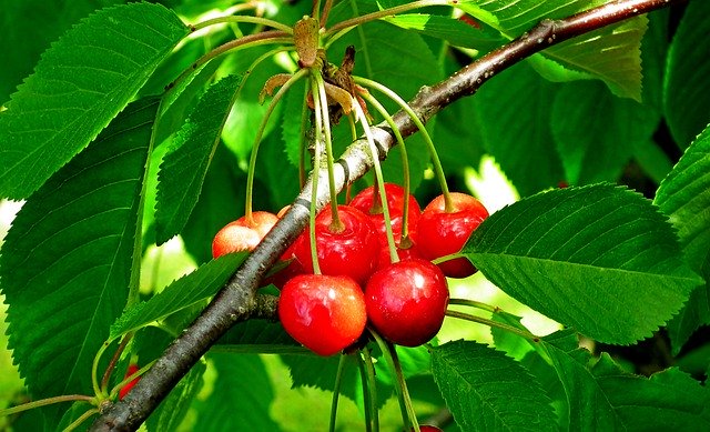 贈り物にも最適!高級サクランボ「紅秀峰」の旬・味の特徴など紹介!のイメージ