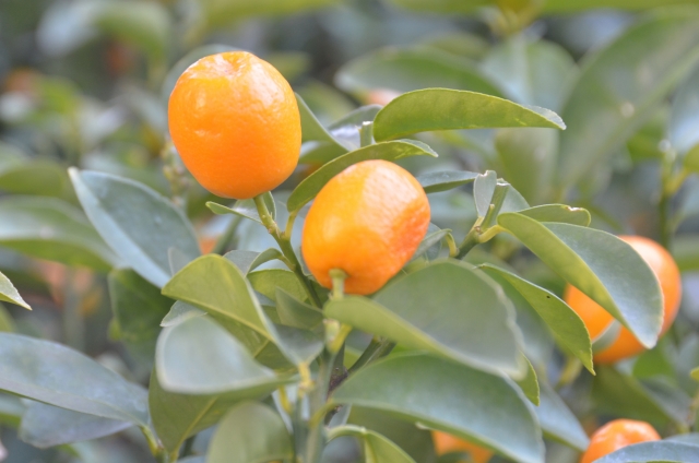 金柑の栄養や効能とは?旬な時期や品種、金柑のおすすめレシピをご紹介!