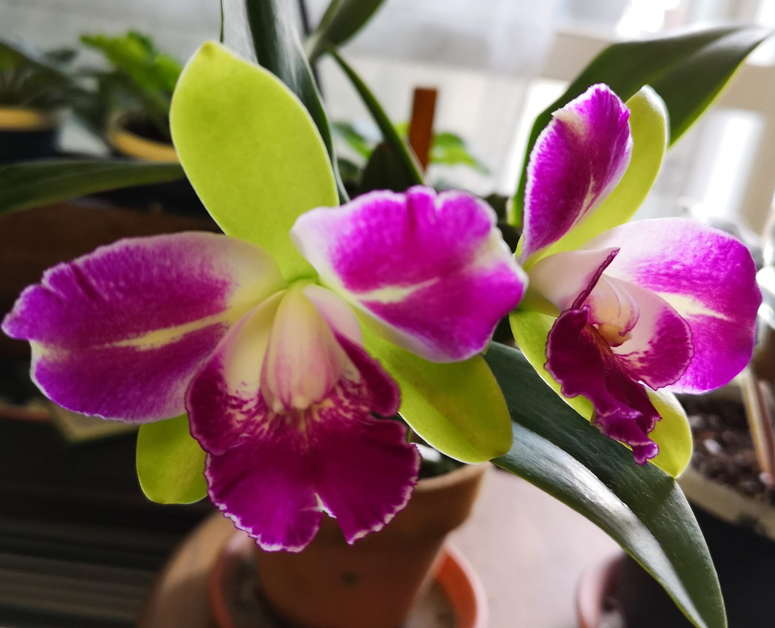 カトレアの植え替え方法!適切な時期や手順・植え替え後の管理まで徹底解説!