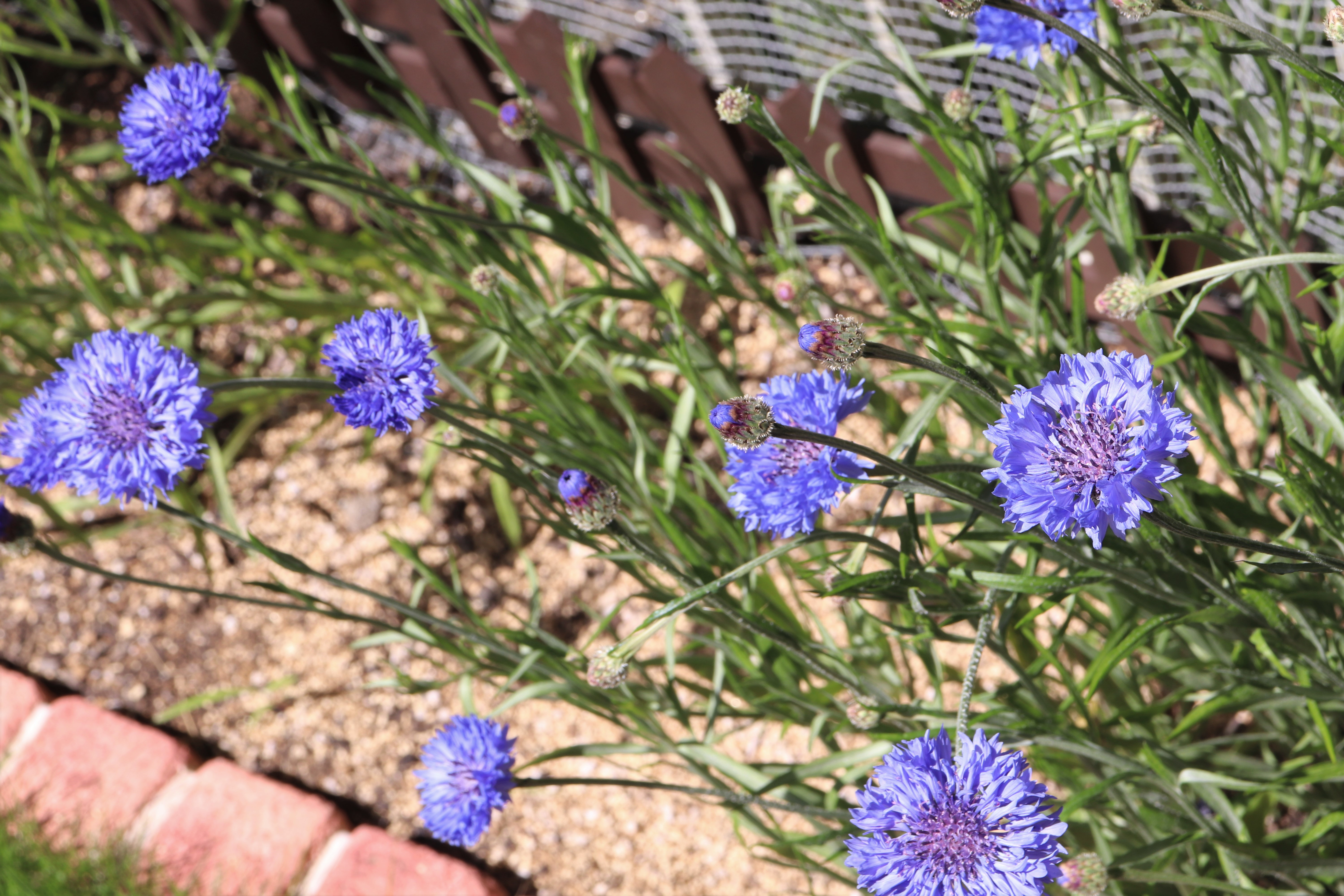 ヤグルマギクの育て方！種からの育苗と開花させるまでのコツを紹介！