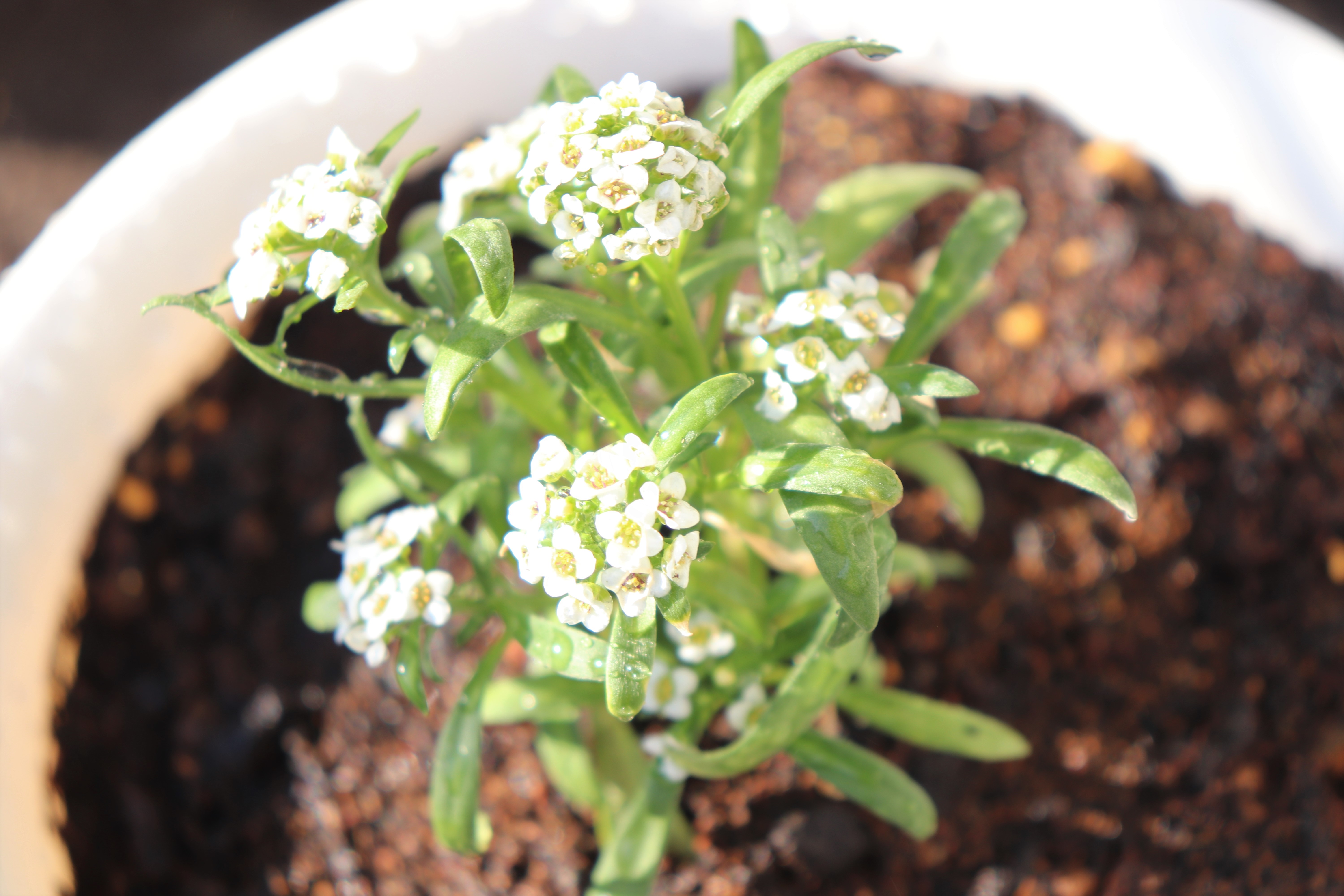 スイートアリッサムの育て方！管理のコツや栽培方法を解説！