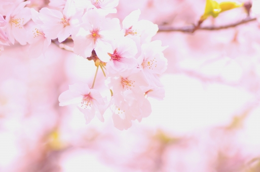 ソメイヨシノとは？絶大な知名度を誇る理由と桜品種としての特徴を紹介！のイメージ