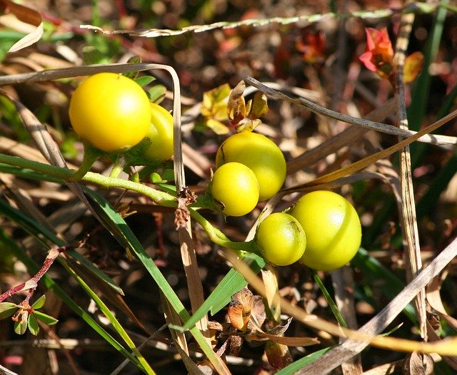 ワルナスビとは?実に毒性あり?植物としての特徴や駆除方法を解説!
