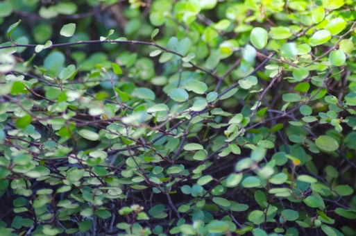 ワイヤープランツの育て方!地植えで枯らさず管理するためのコツを解説!のイメージ