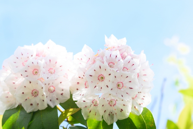 カルミアの育て方!基本的な管理方法や剪定のタイミング・やり方を解説!