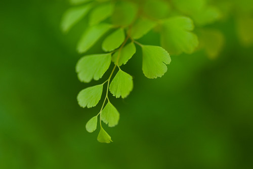 アジアンタムの育て方!枯らさず管理するコツや上手な植え替え方法など!のイメージ