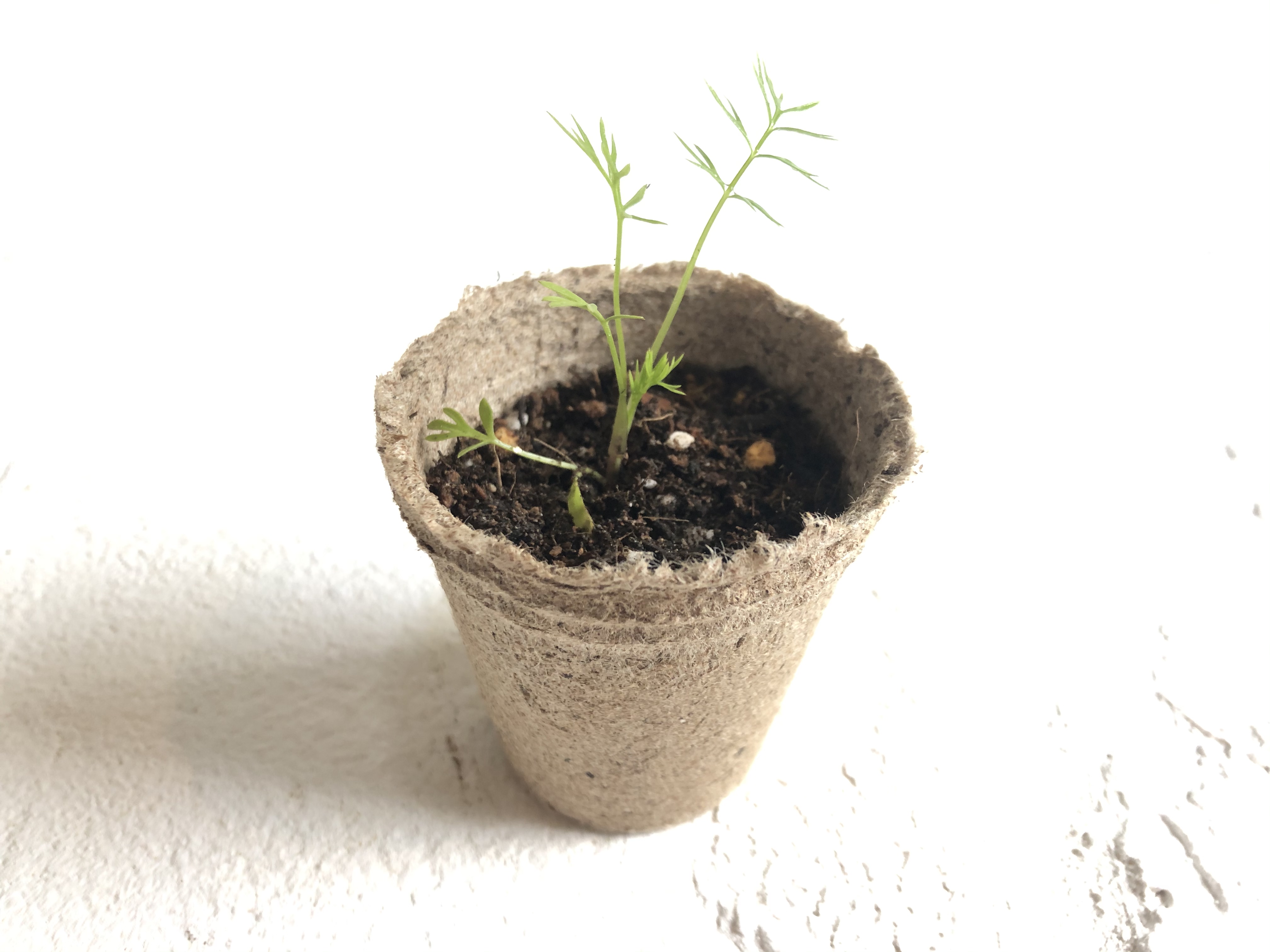 ジフィーポットとは？「そのまま植えられる鉢」の意味とメリットを解説！