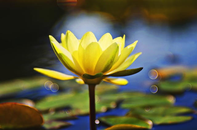 ロータスってどんな花?ハスとの関係や花言葉を解説!エジプトの国花?