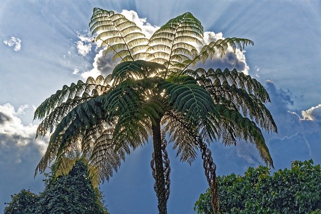 フェニックスロベレニーの育て方!枯らさずに管理するためのコツを解説!