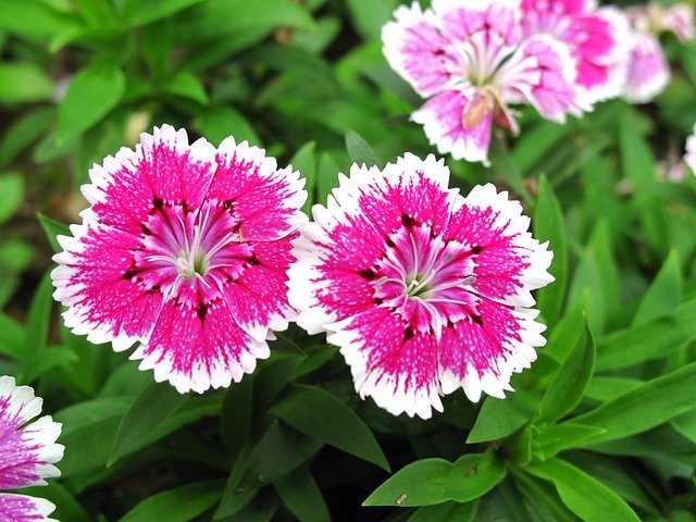セキチク(石竹)とは?花言葉などの特徴や育て方をご紹介!開花時期は?