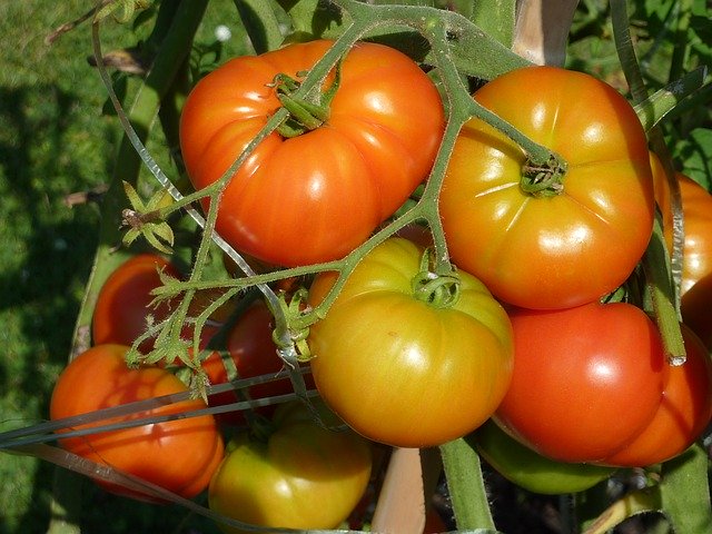 野菜栽培を始める上で知っておくべき基礎知識!5つのポイントを解説!