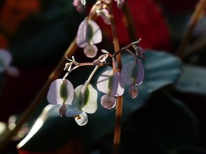 秋海棠（シュウカイドウ）とは？花言葉などの特徴や育て方を解説！