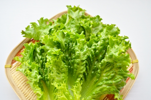 リーフレタスの育て方!家庭菜園で種まきから収穫まで栽培するコツを解説!