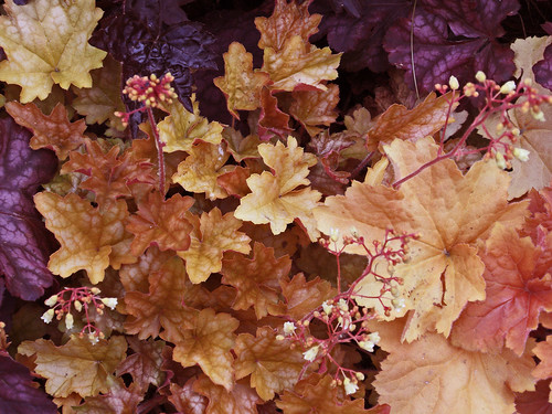 ヒューケラの育て方!枯らさず管理する方法や綺麗な寄せ植えの仕方を紹介!