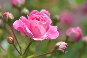 7月3日の誕生花は？花言葉や育て方・誕生石にこの日生まれの有名人も！