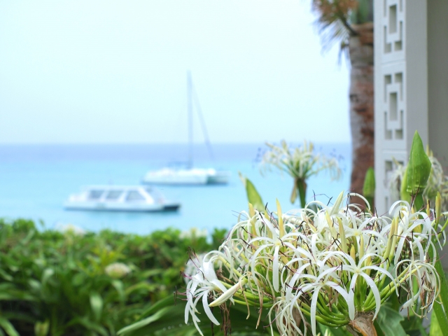 7月6日の誕生花!特徴や育て方・誕生石にゆかりの有名人も!