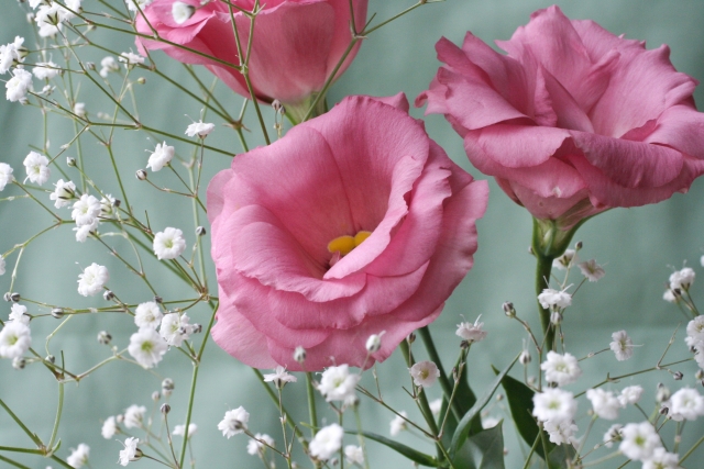 7月8日の誕生花は?特徴や育て方・誕生石にゆかりの有名人もご紹介!