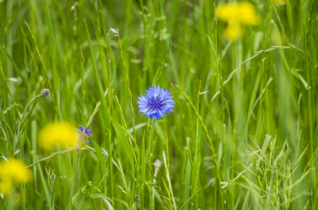 7月9日の誕生花！特徴や育て方・誕生石や記念日もご紹介！