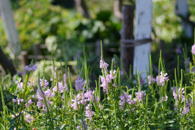7月14日の誕生花は?特徴や育て方・誕生石に記念日もご紹介!