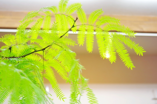 エバーフレッシュの育て方!冬越し方法や葉水など手入れの仕方も紹介