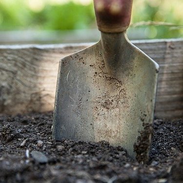 エバーフレッシュの植え替え講座！植える適期やおすすめの用土は？