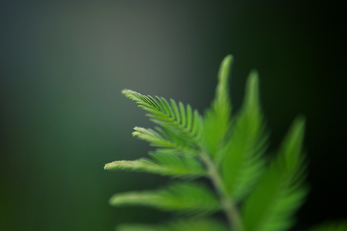 エバーフレッシュの増やし方!株分け方法や挿し木を失敗しないコツは?