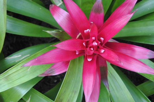 アナナスの育て方!植え替えの手順や挿し木・株分けでの増やし方を解説