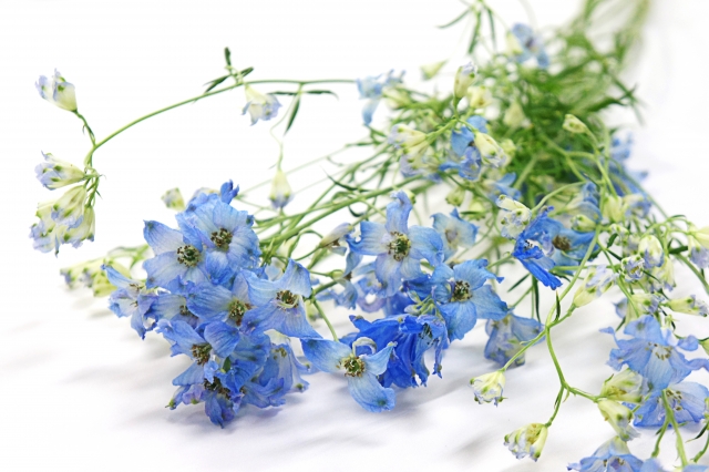 ラークスパーとは?デルフィニウムとの違いや育て方のコツを紹介!のイメージ