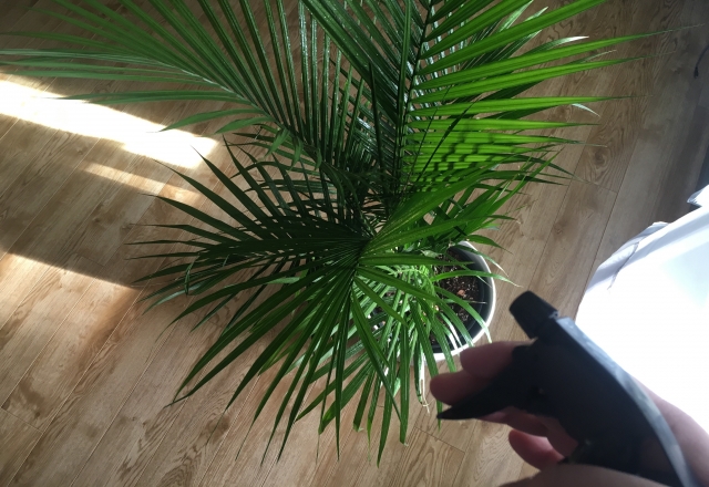アレカヤシの育て方！室内での冬の施肥や水やりなど管理のコツは？
