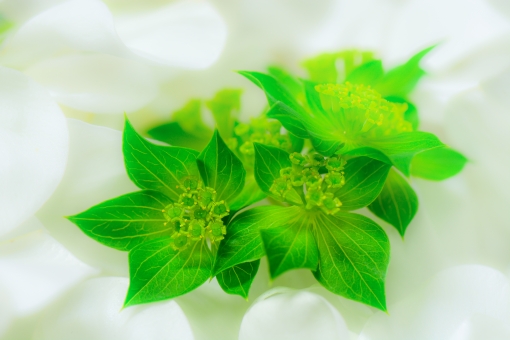 ブプレウルムとは？挿し木での増やし方や花の利用方法などを紹介！のイメージ