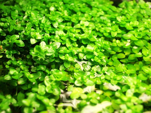 ウォーターバコパとは?花を咲かせるコツや管理のポイントまで紹介!のイメージ