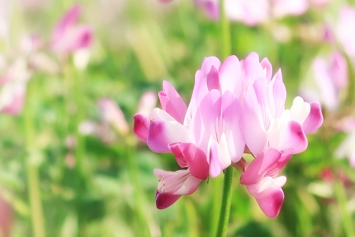 レンゲソウ(蓮華草)の育て方!種まき・植え付けのタイミングは?