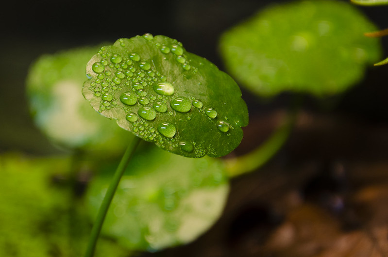 ウォーターマッシュルームとは?水草としての育て方や管理のコツをご紹介!