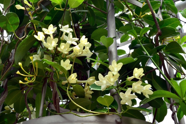 マダガスカルジャスミンの育て方!花後の管理や挿し木のコツを紹介!