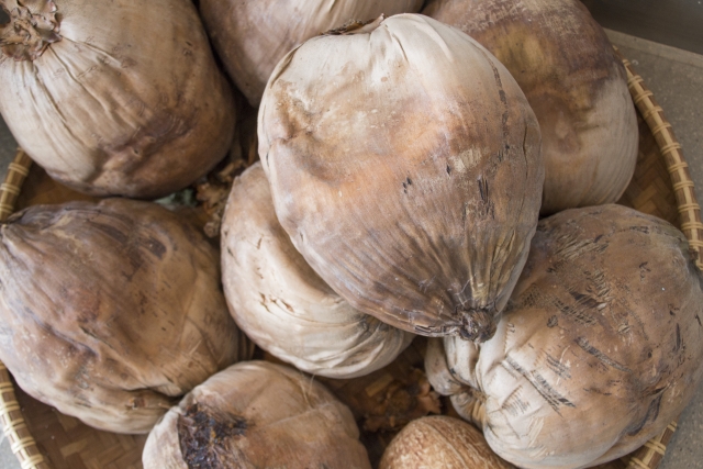 ココヤシの育て方!観葉植物として室内で上手に管理するポイントは?