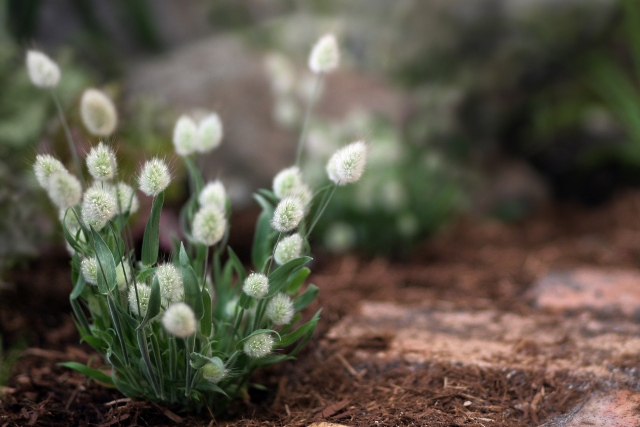 ラグラスとは?基本の育て方やドライフラワーなどの利用方法を紹介!